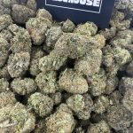 Rainbow Gumbo – Vibrant Exotic Hybrid