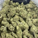 Lotto – Lucky Exotic Hybrid