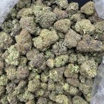 Black Cherry Gelato – Exotic Hybrid Strain