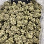 Super Cherries – Sweet Exotic Hybrid
